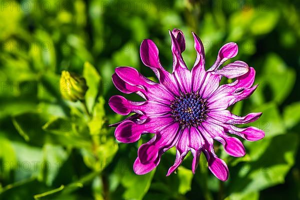 African Daisy, Asteraceae