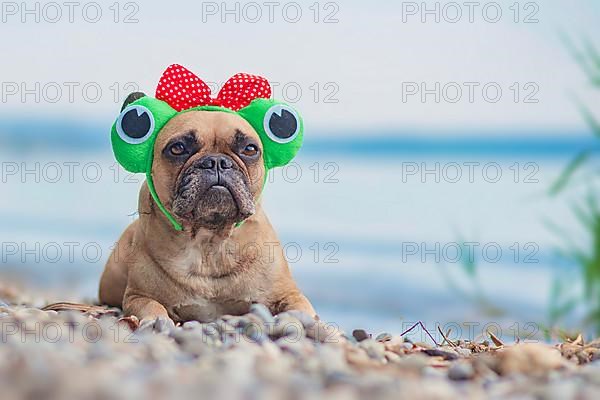 French Bulldog dog wearing funny frog costume headband with ribbon and big eyes lying in front of lake,