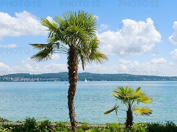 Palm trees on the shore of Lake Constance, Mainau Island