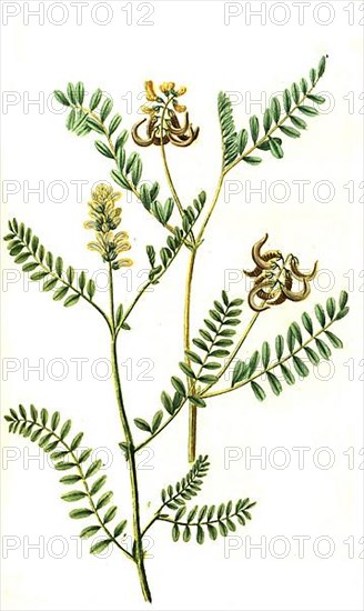 Laguninosus and Astragalus siliqua curva, plant genus in the subfamily of the papilionaceous plants