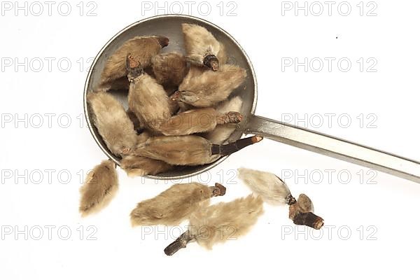 Naturopathy: dried magnolia flowers, Magnolia liliflora