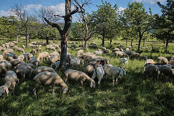 Landscape conservation with sheep in the Hassberge district in Lower Franconia,