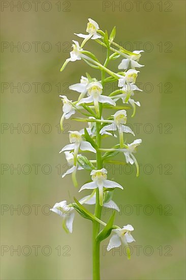 Greater butterfly-orchid,