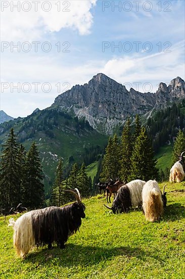 Walliser black-necked goats, Tannheimer Tal