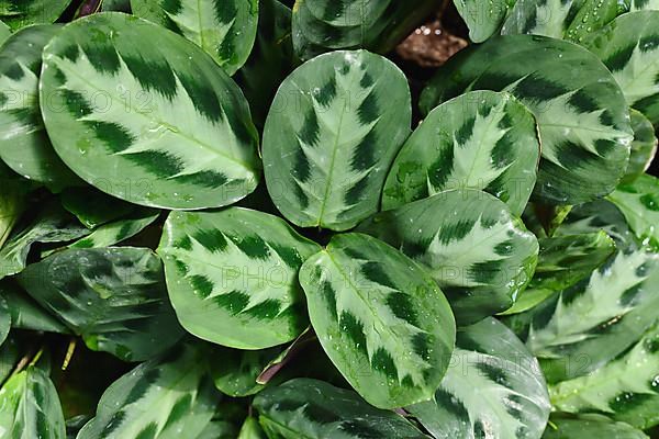 Tropical Maranta Cristata Bicolor house plants with leaves with unique dark and light stripe pattern,