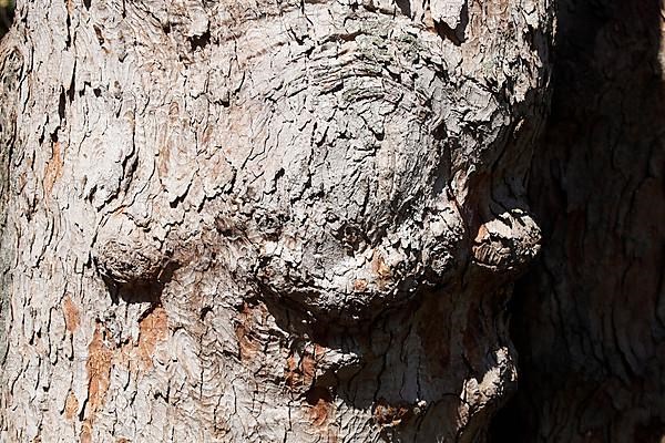 Burl with tree bark on an old, gnarled tree trunk