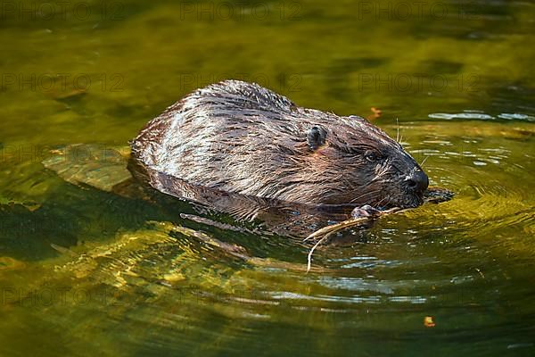 European beaver,