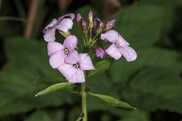 Large-flowered bittercress,