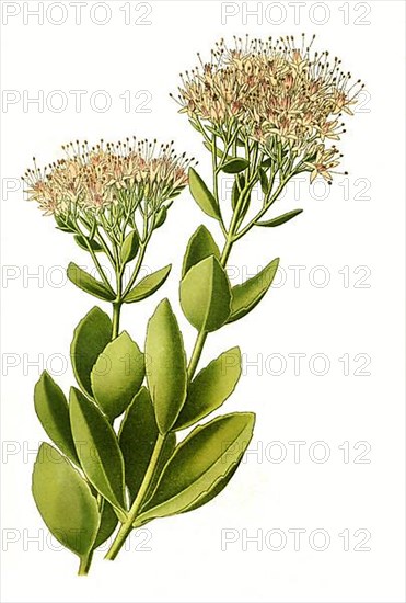 showy stonecrop,