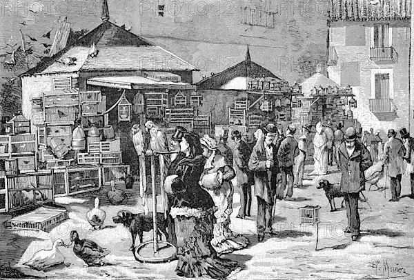 Bird Market in St. Andres Square in Madrid,1880
