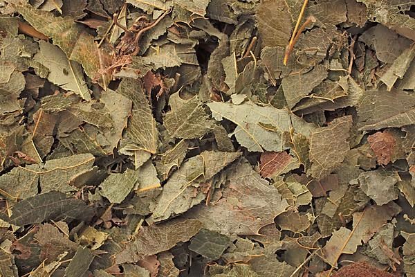 Dried leaves of the medicinal plant Elfenblume, large-flowered sock flower