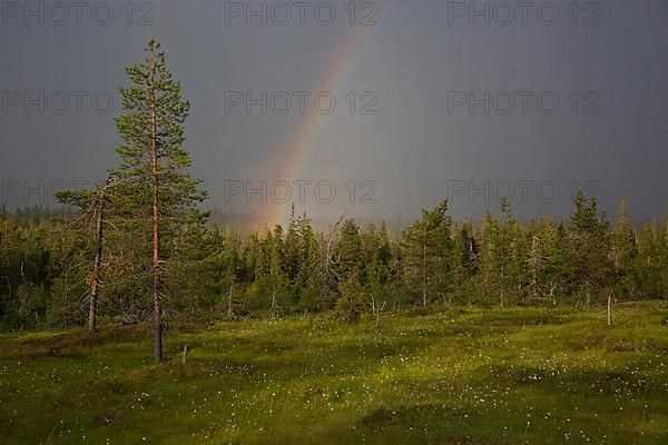 Riisitunturi with thunderstorm atmosphere and rainbow, Riisitunturi National Park