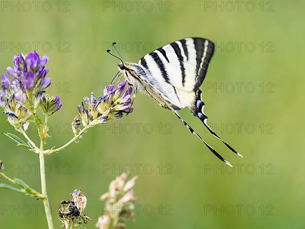 Swallowtail,