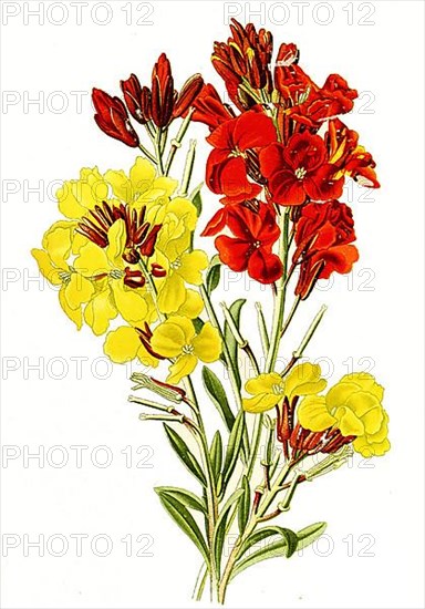 Erysimum cheiri, Wallflower