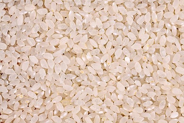 Close up of raw Japanese short grain rice,