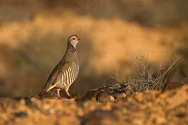 Barbary partridge,