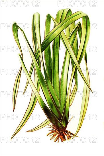 Phormium Tenax, New Zealand Flax