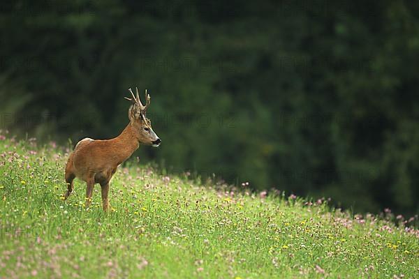 European roe deer,