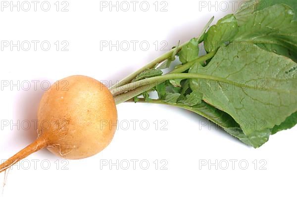 Yellow radish,