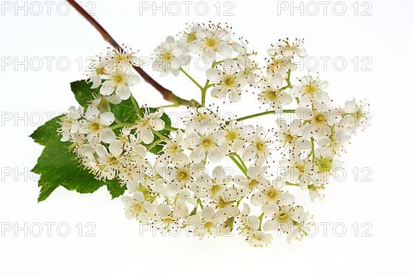 Blossom of the Wild Service Tree, Chequers Tree