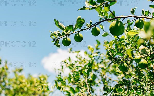 Green lemons on a branch with sky background. Beautiful unripe lemons in a garden with blue sky background, Harvest of green lemons hanging on branches