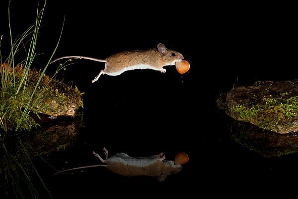 Yellow-necked mouse,