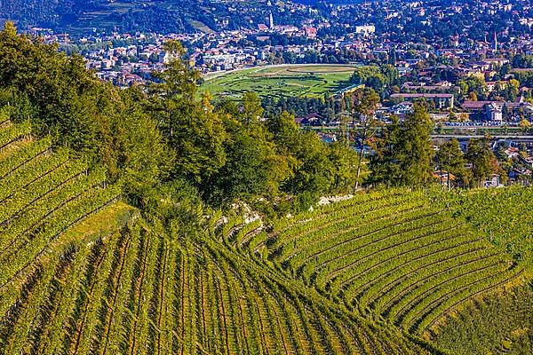 Malign vineyards, behind the spa town of Merano with the racecourse