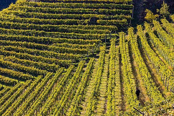 Vineyards below Lebenberg Castle, view from the Marlinger Waalweg