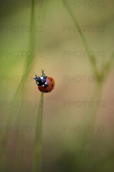 Ladybird in the grass, weak depth of field