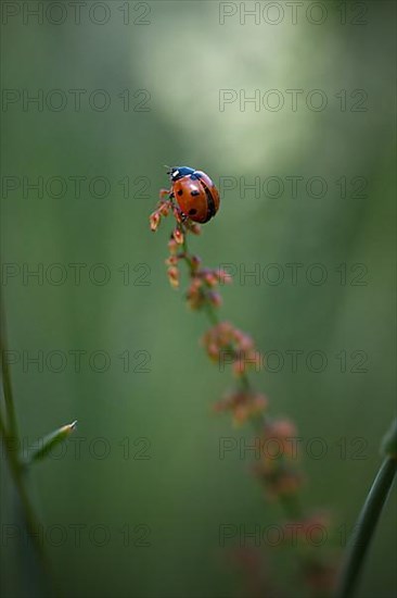 Ladybird in the grass, weak depth of field