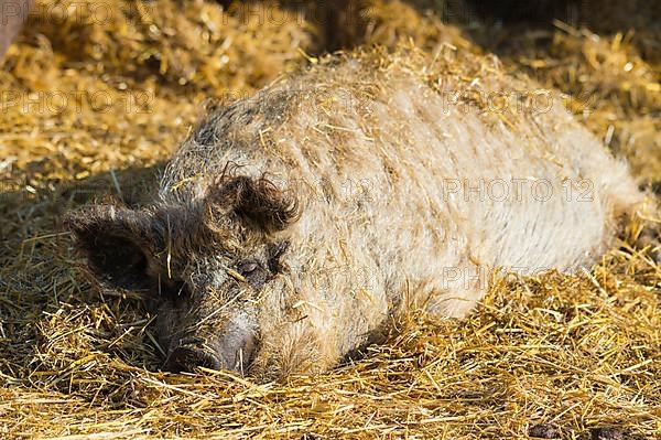 Mangalica, or Mangalitsa or Mangalitza pig