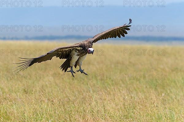 Lappet Faced Vulture,