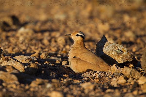 Cream-coloured courser,