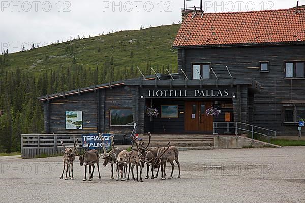 Lapland Hotel Pallas with reindeer group, Pallas-Yllaestunturi National Park