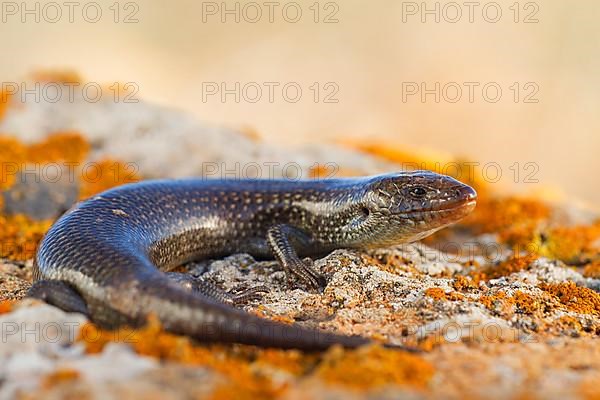 Purple skink,