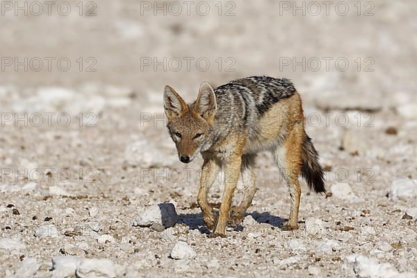 Black-backed jackal,