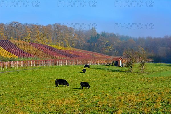 BW. Wuerttemberg wine landscape in autumn