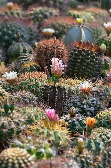 Cacti collection