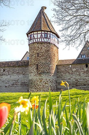 View of the Storchenturm and the city wall in spring