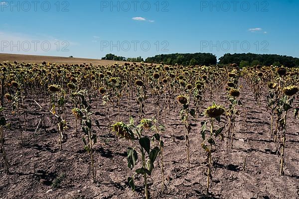 Sunflowers suffer from the extreme drought