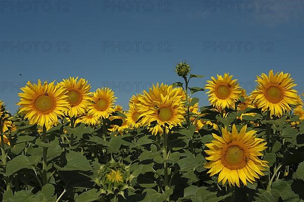 Sunflower field in the Hassberge district in Lower Franconia