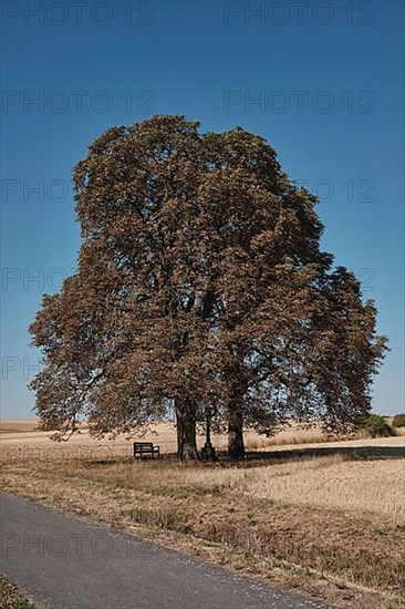 Chestnut trees suffer from drought near Hassfurt in Lower Franconia