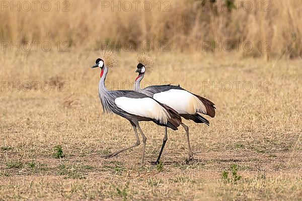 Black crowned crane