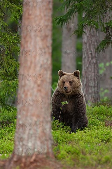 European brown bear