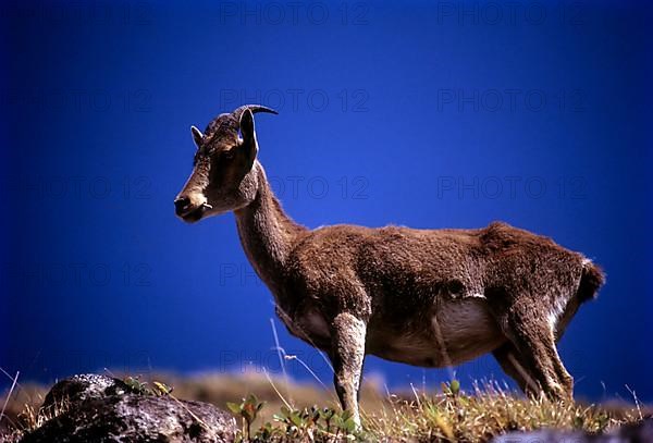 Nilgiri Thar