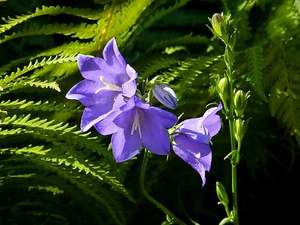 Bluebells