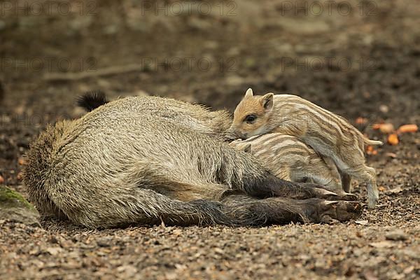 Wild boar Old animal lying and two young animals standing sucking looking left