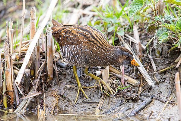 Spotted Crake