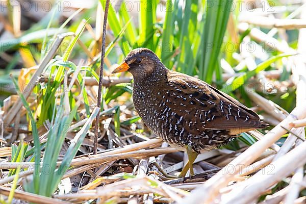 Spotted Crake