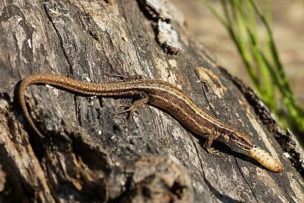 Forest lizard with food in mouth sitting on tree trunk seen on right side